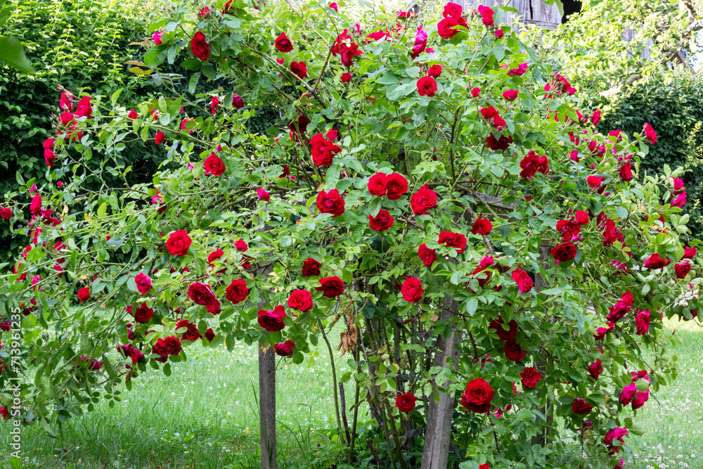 A large grape bush with red large flowers in a country house on green grass
A large grape bush with red large flowers in a country house on green grass