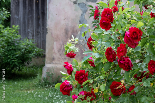  Red rose bush flowers on building wall background © Jorens