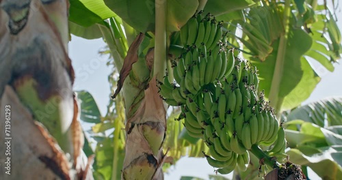 Beautiful green bananas grow in bunches on a tree. Work and fruit growing on banana plantations. High quality 4k footage photo