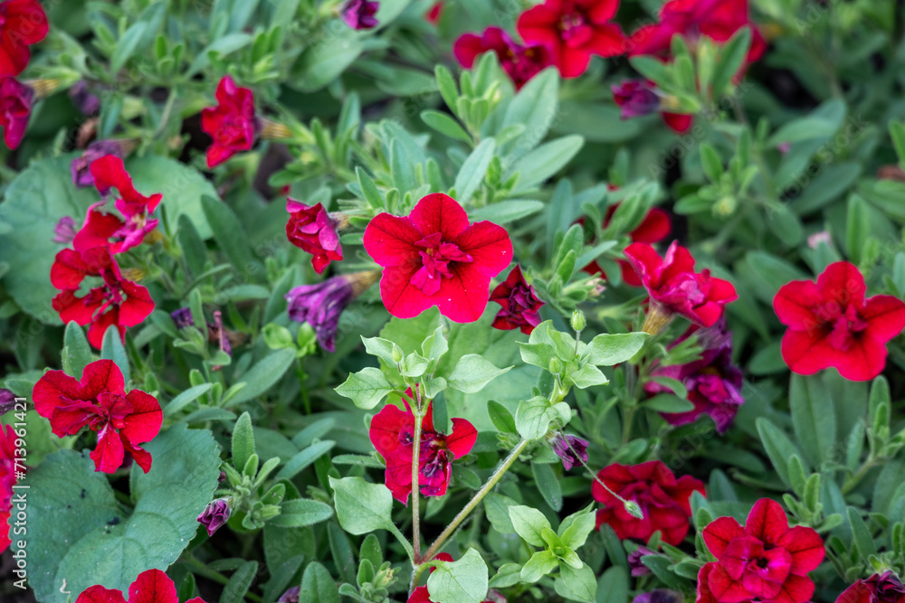 Many small red flowers on a background of green leaves
Many small red flowers on a background of green leaves