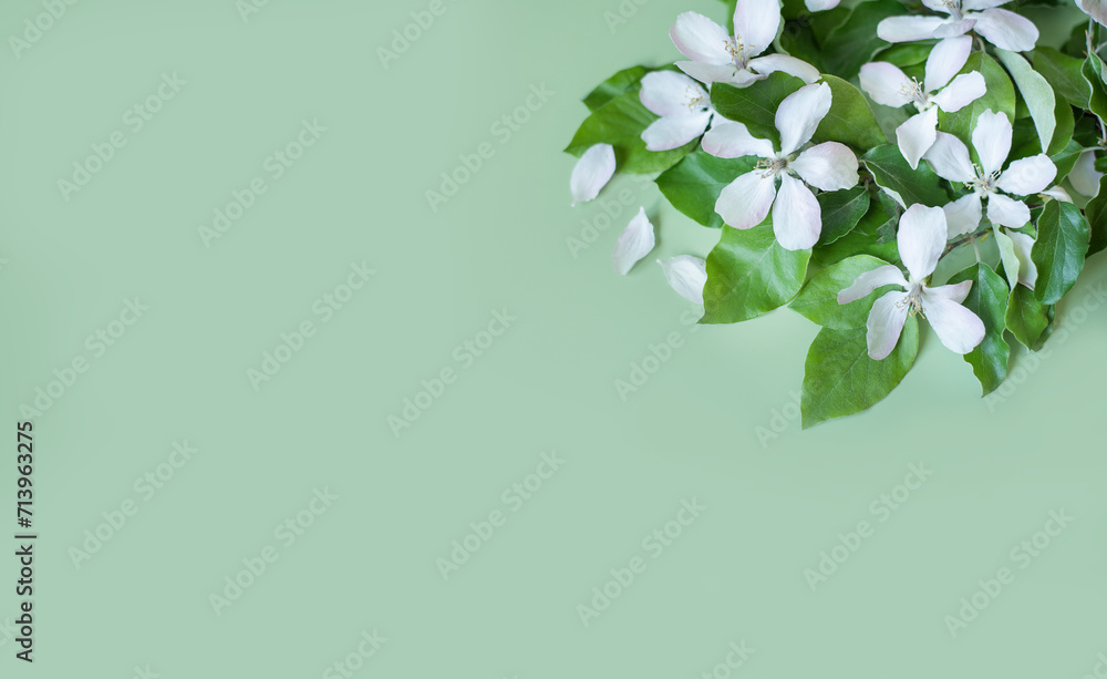 Branch with white flowers of an apple tree on a light green background. banner Flat view. Free place. Spring summer background.
