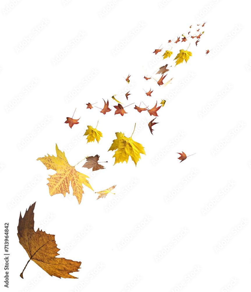 autumn falling leaves leaf isolated background autumn falling leaves leaf isolated background