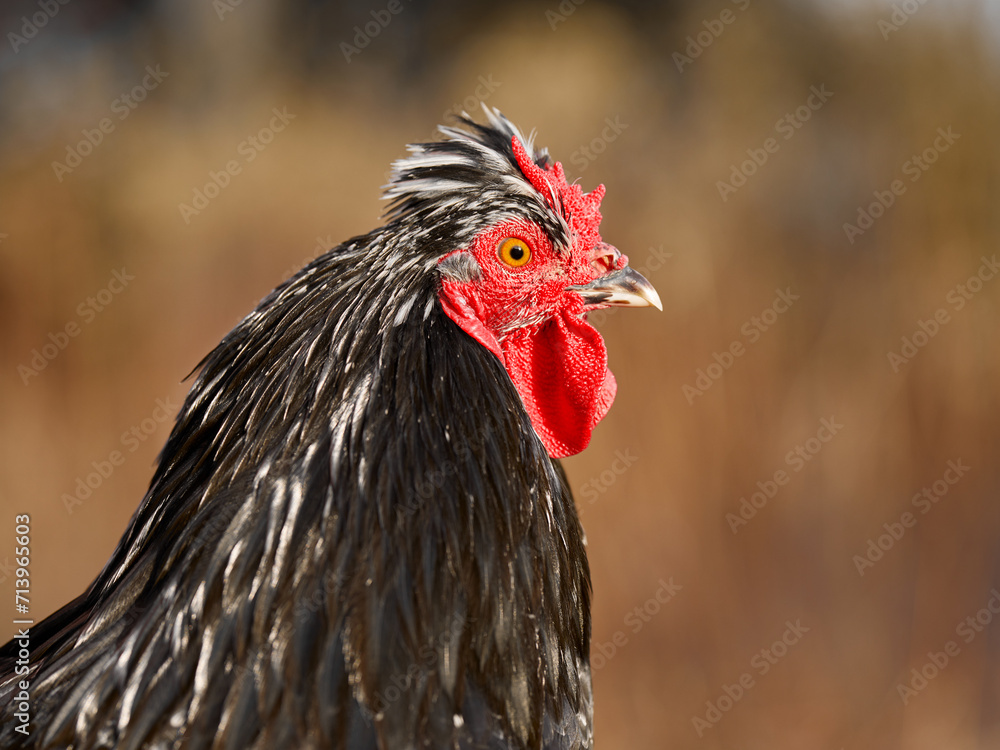 Close up of black rooster