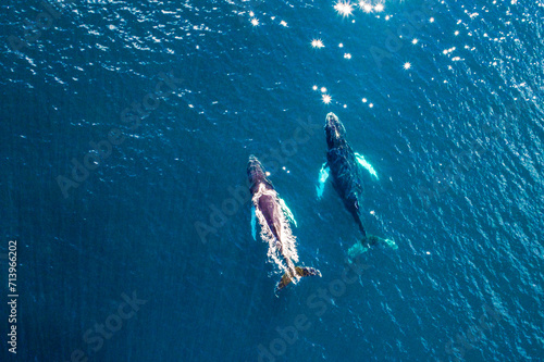Aerial image of whale