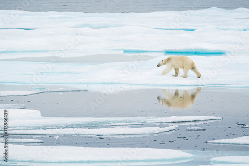 Polar bear on the sea ice