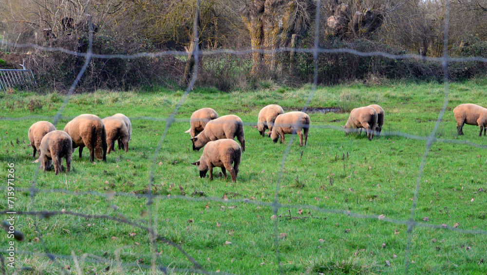 Moutons on the green Moutons on the green