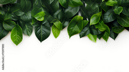 Captivating Green Leaves Frame on White Background with Copy Space Available - Ideal for Promotional Content