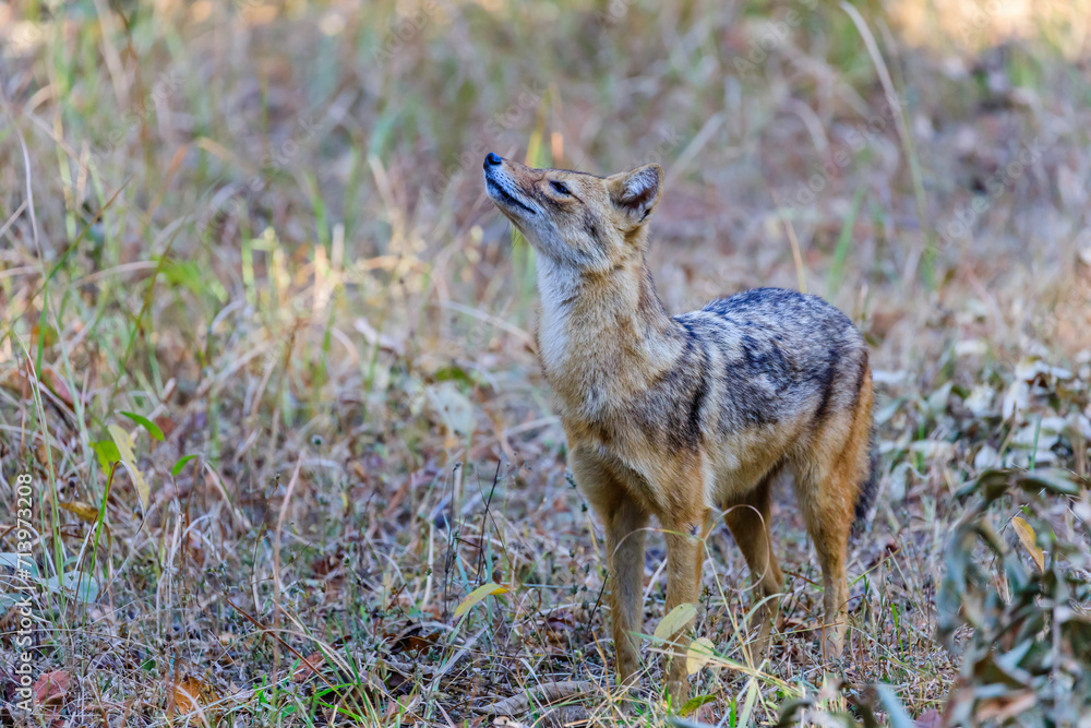 an alert golden jackal sniffing the air for opportunity an alert golden jackal sniffing the air for opportunity