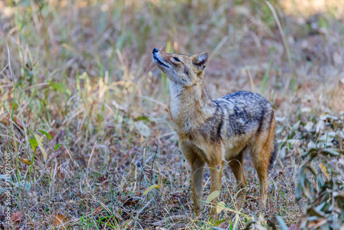 an alert golden jackal sniffing the air for opportunity