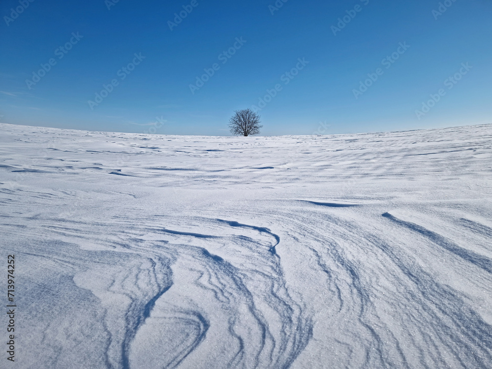 Panoramic view with a lonely tree on the snowy field with snowdrifts shaped by the wind and blizzard. Cold winter scene with a oak standing single under morning blue sky