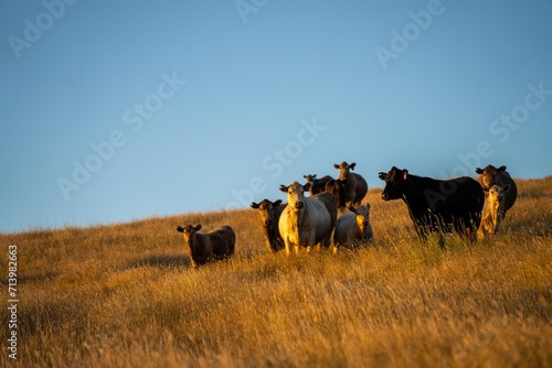 cows in summer on a farm at dusk grazing in a meadow © William