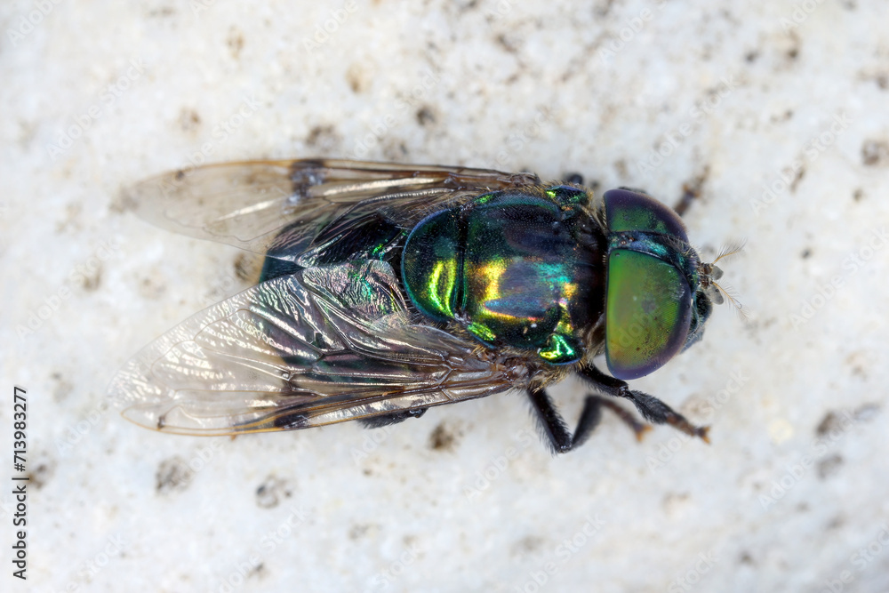 Adult Green Jewel Fly of the species Ornidia obesa.