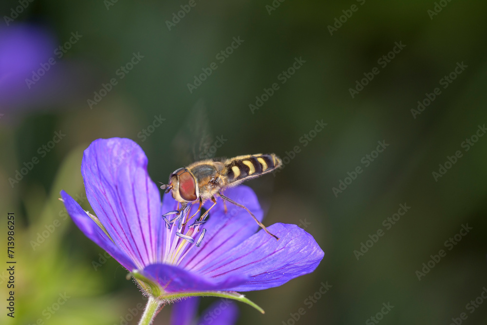 Scaeva selenitica with Geranium „Nimbus“ - garden-cranesbill Scaeva selenitica with Geranium „Nimbus“ - garden-cranesbill