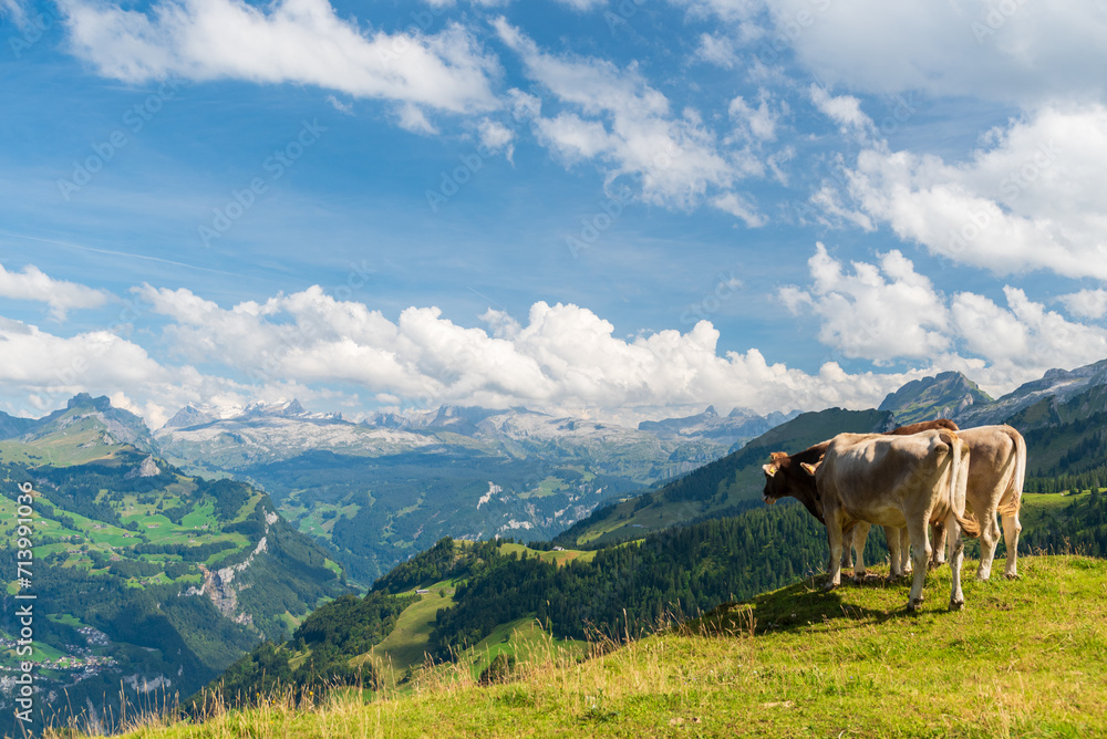 Vaches regardant la vallée
