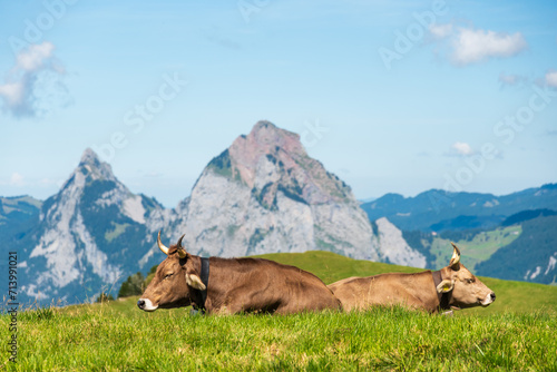deux vaches au repos dans les alpages suisses