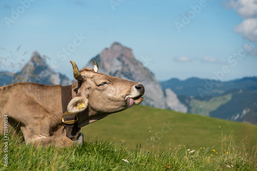 Vache avec une cloche dans les alpages tirant la langue © Instant_Nomade