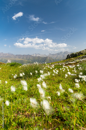 champs de fleurs blanches dans les alpes suisses