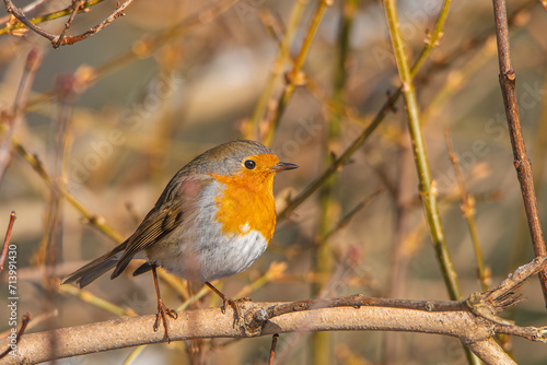 A robin in the sun