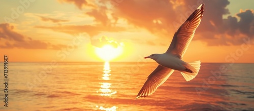 Seagull soaring with the sun's rise over the ocean. © 2rogan