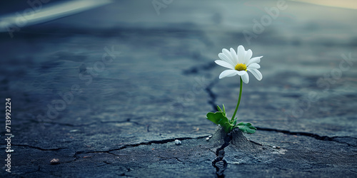prevailing against all odds concept with Daisy flower growing from crack in the asphalt | flower growing through the cracks
