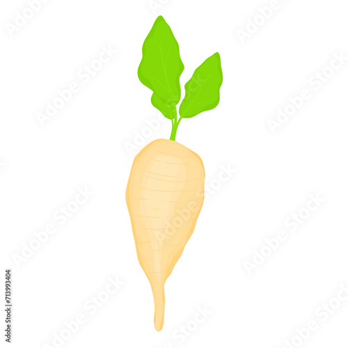 Vector illustration of sugar beet with green leaves isolated on white background. White beet plant. bio sugar.