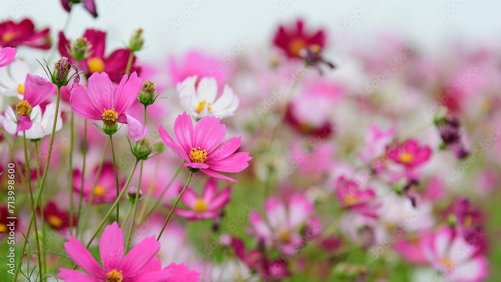 Cosmos flower field blooming in spring.
