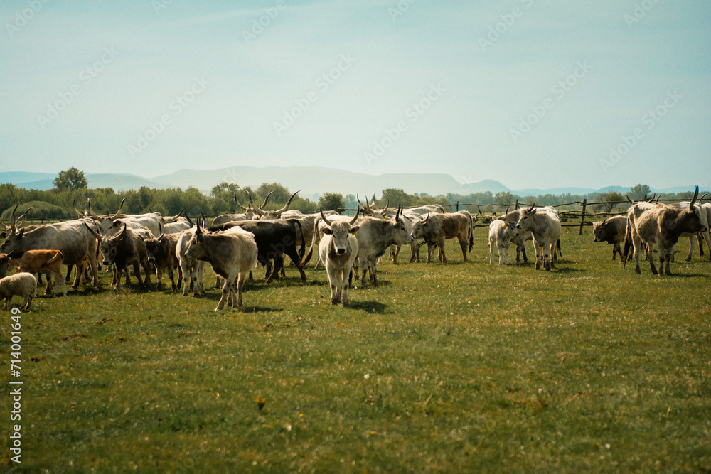 Obraz premium Cattles in an agricultural scenery with blue sky setted between hills.