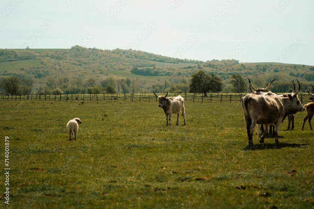 Cattles in an agricultural scenery with blue sky setted between hills.