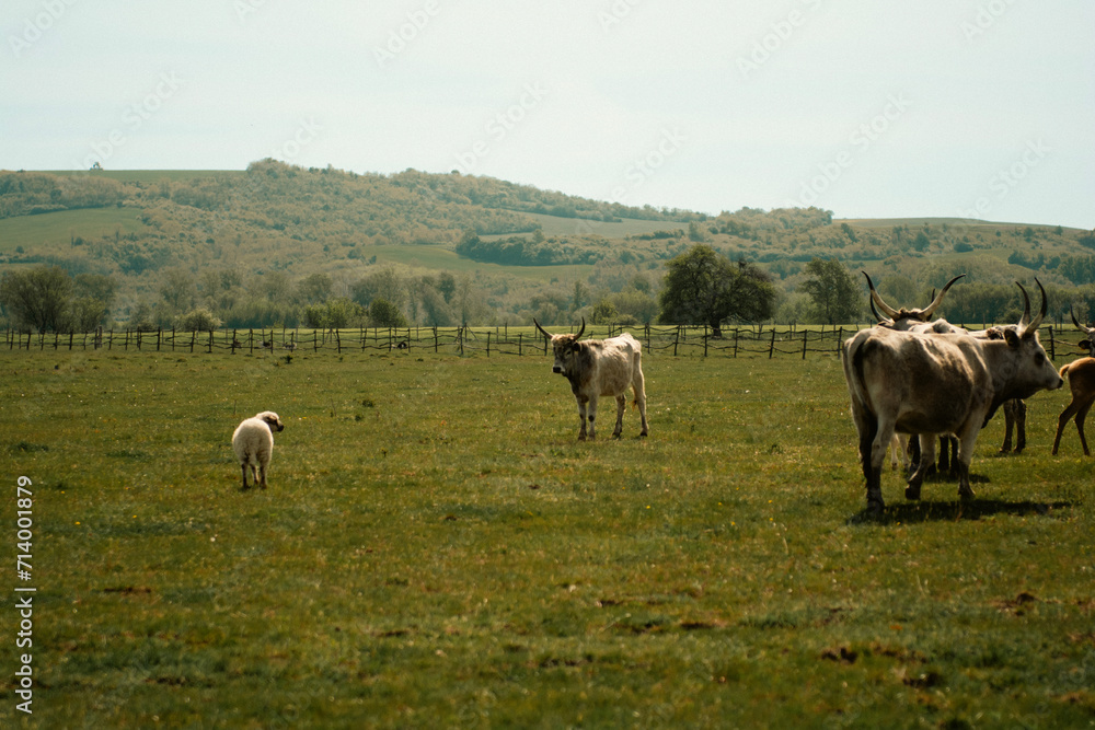 Obraz premium Cattles in an agricultural scenery with blue sky setted between hills.