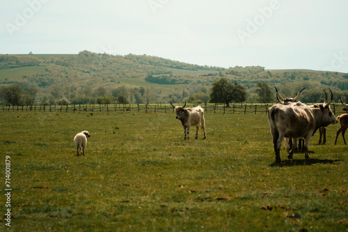 Cattles in an agricultural scenery with blue sky setted between hills.