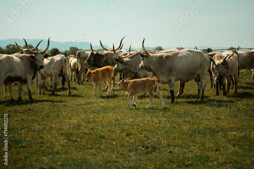 Fototapeta Naklejka Na Ścianę i Meble -  Cattles in an agricultural scenery with blue sky setted between hills.
