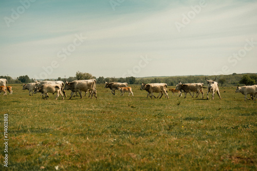 Cattles in an agricultural scenery with blue sky setted between hills. © Attila