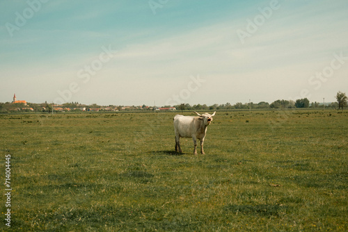 Cattle in an agricultural scenery with blue sky setted between hills.