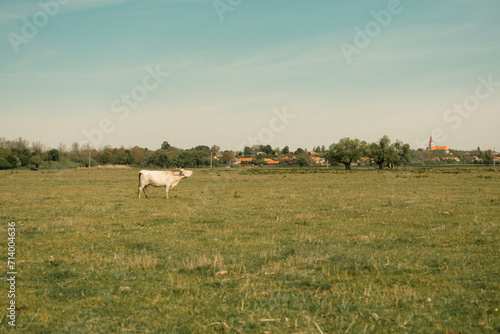 Cattle in an agricultural scenery with blue sky setted between hills.