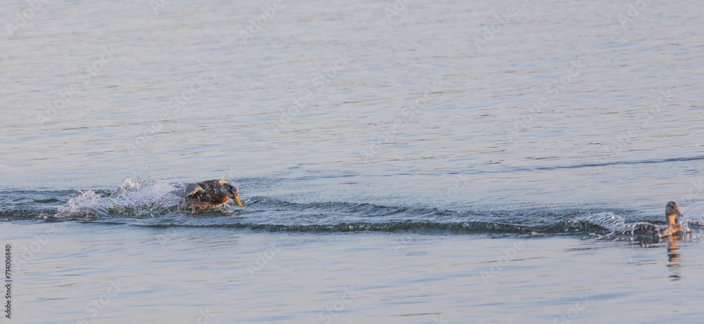 Fototapeta premium Two ducks (anatidae) swimming in a lake chasing each other