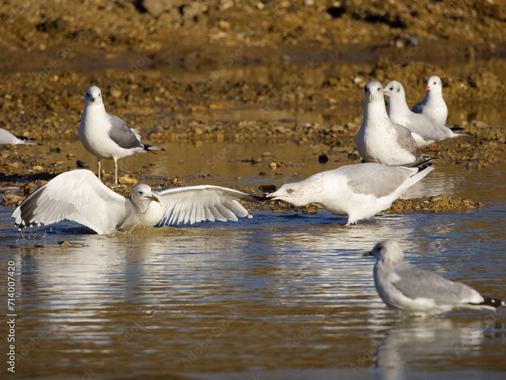 Fototapeta premium seagulls on the beach