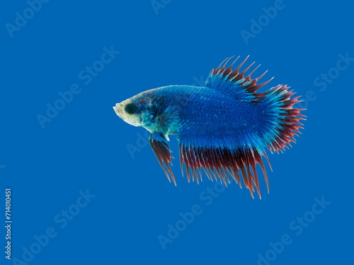 view of a siamese fighting fish or betta splendens half-moon tail (HM) multi colors diving in fish tank isolated on blue background.