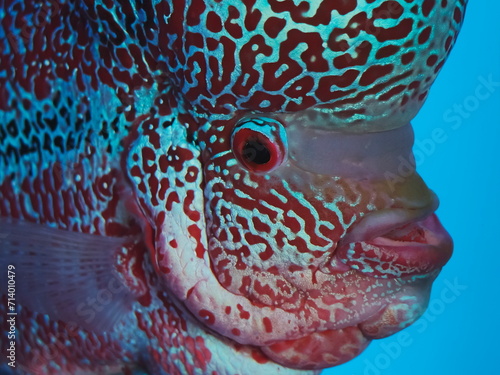 close up a Flower horn cichlid diving in fresh water fish tank isolated on blue background.