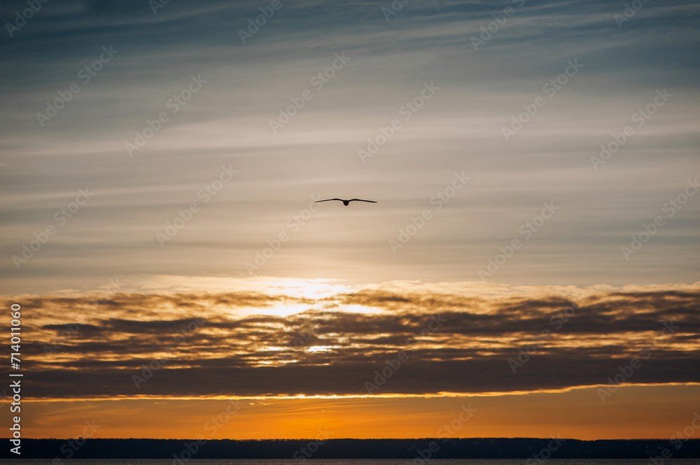 Beautiful lonely seagull, bird flies soaring in the sky with clouds over the sea, ocean at sunset. Photograph of an animal, evening landscape, beauty of nature, silhouette.