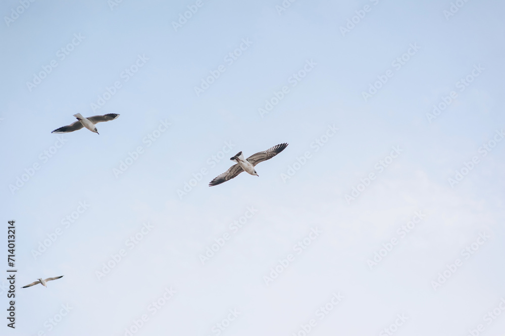 Several beautiful white seagulls, a small flock of wild birds are flying high soaring in the blue sky with clouds over the sea, ocean in nature. Animal photography, landscape.