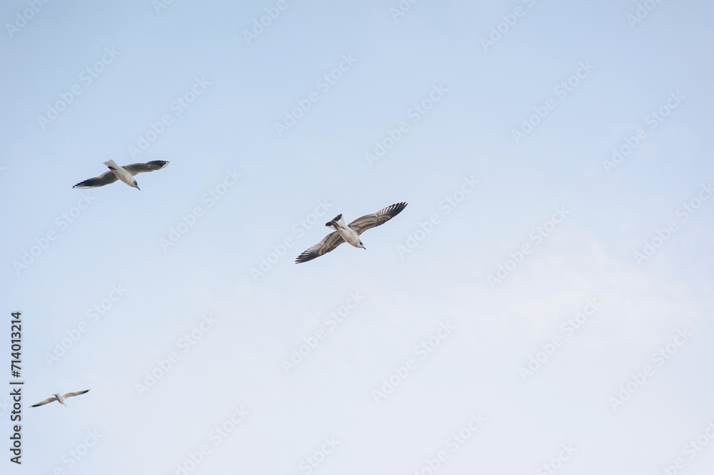 Several beautiful white seagulls, a small flock of wild birds are flying high soaring in the blue sky with clouds over the sea, ocean in nature. Animal photography, landscape. Several beautiful white seagulls, a small flock of wild birds are flying high soaring in the blue sky with clouds over the sea, ocean in nature. Animal photography, landscape.