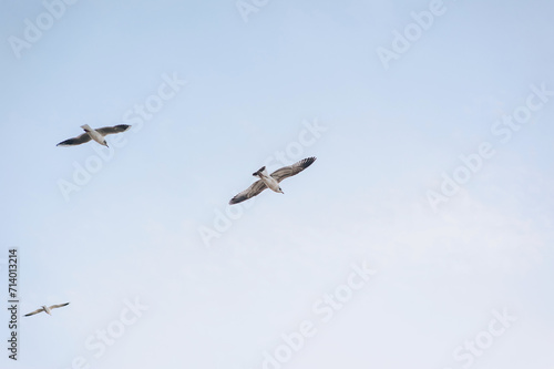 Several beautiful white seagulls  a small flock of wild birds are flying high soaring in the blue sky with clouds over the sea  ocean in nature. Animal photography  landscape.