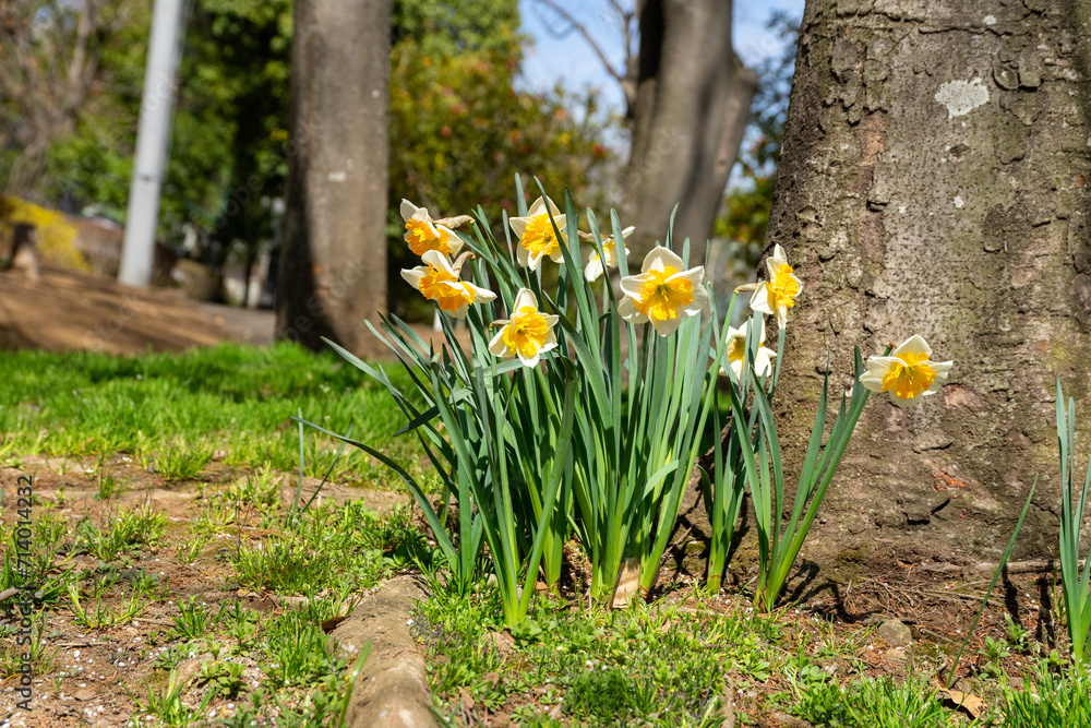 Obraz premium 満開の水仙が咲く公園