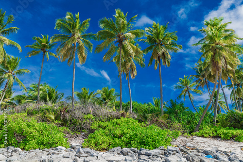 Coconut palms on beach in Maldives island.