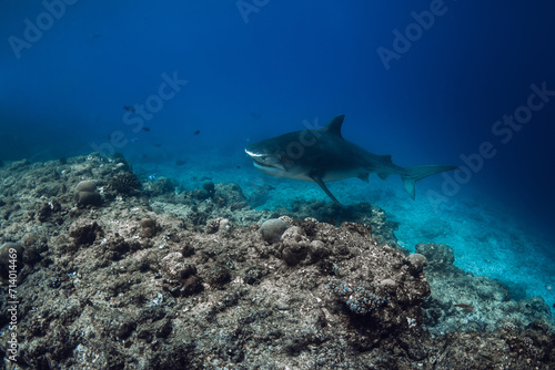 Tiger shark in blue ocean. Shark with sharp teeth. Diving with dangerous tiger sharks.