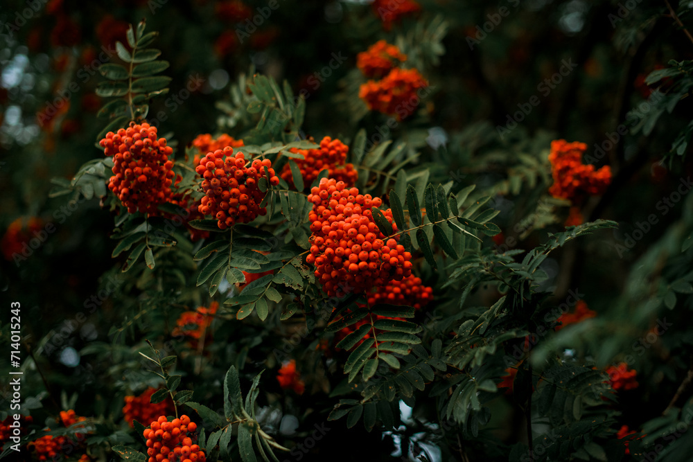Photo of a rowan tree, focus is on three huge bunches of red berries Photo of a rowan tree, focus is on three huge bunches of red berries