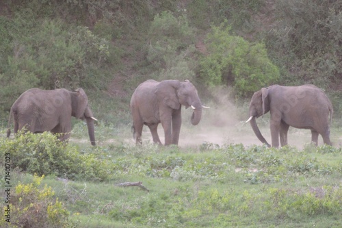 Photography elephants in the savannah