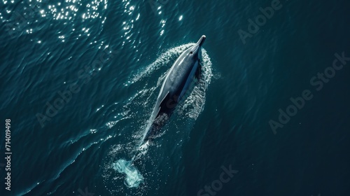 Aerial view of alone Bottlenose dolphin in blue sea. Aquatic animal in Black sea --ar 16:9 --v 6 Job ID: 0327ad9d-056b-4a1f-9168-9c9eb949db18