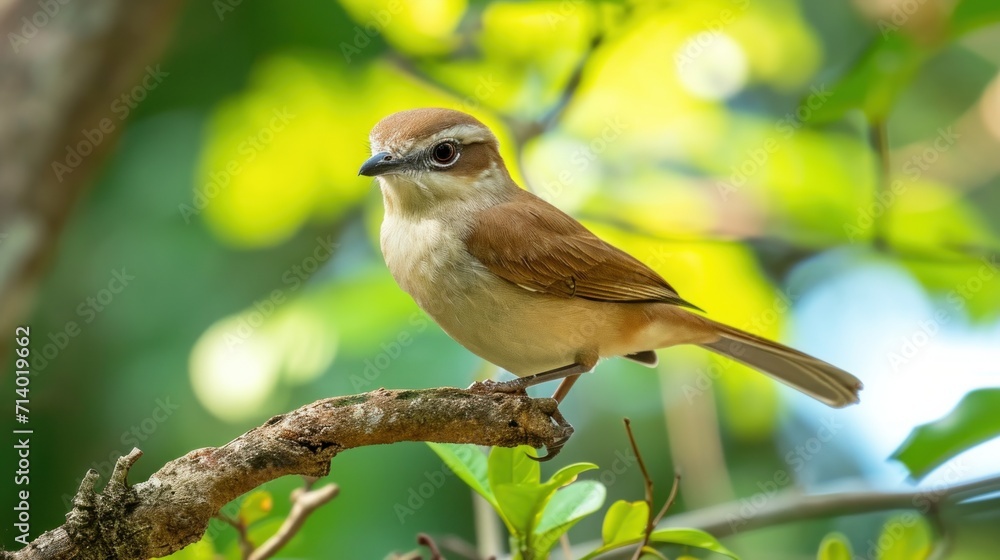 Brown shrike,Shrikes bird It is a family of small perching birds. in the name of the family Laniidae. It's a carnivorous bird.by hovering to catch insects reptile Brown shrike,Shrikes bird It is a family of small perching birds. in the name of the family Laniidae. It's a carnivorous bird.by hovering to catch insects reptile