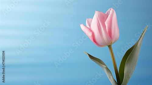 Tulips on a pink background.